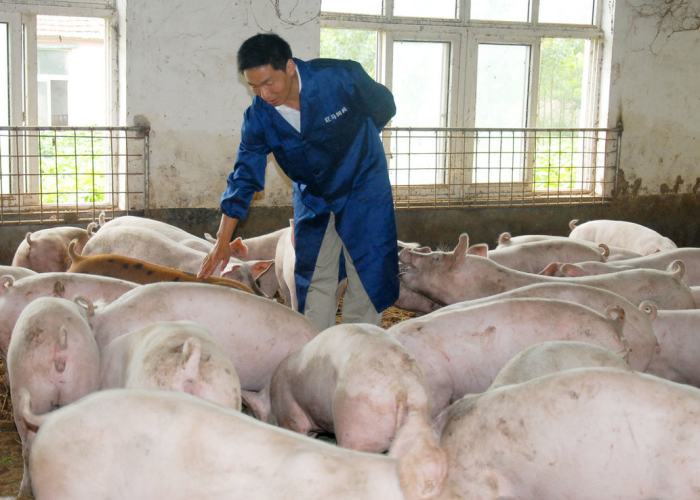 房卡必备教程“新二号大厅牛牛房卡”轻松获取房卡全渠道 房卡必备教程“新二号大厅牛牛房卡”轻松获取房卡全渠道