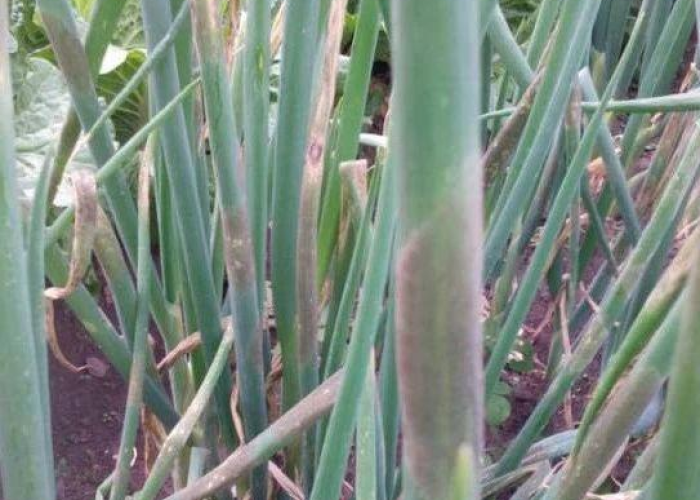 炭疽疫情的症状,识别、诊断与防控的关键指南 炭疽疫情的症状,识别、诊断与防控的关键指南