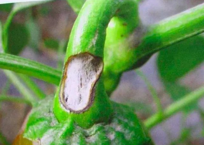 炭疽病怎么念?揭秘发音误区与疾病防治全攻略 炭疽病怎么念?揭秘发音误区与疾病防治全攻略