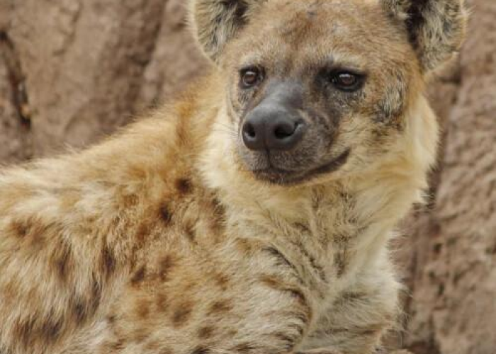 房卡全攻略“微信链接牛牛房卡怎么弄”获取房卡教程-哔哩哔哩 房卡全攻略“微信链接牛牛房卡怎么弄”获取房卡教程-哔哩哔哩