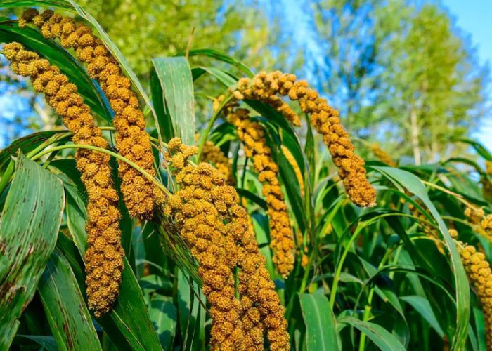 房卡必备教程“如何创建斗牛房间链接”详细房卡使用教程