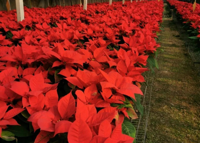 一分钟介绍使用“斗牛链接房卡找谁购买”获取房卡教程-哔哩哔哩 一分钟介绍使用“斗牛链接房卡找谁购买”获取房卡教程-哔哩哔哩