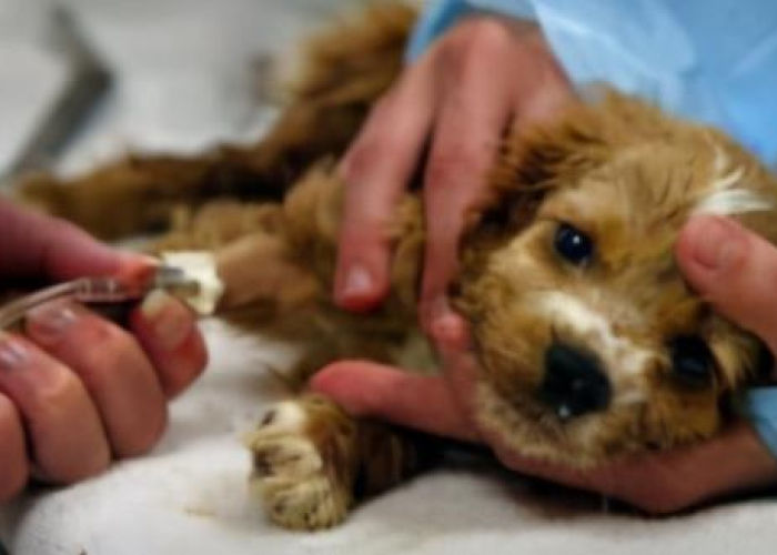 秒懂教程“微信链接炸 金花房卡充值购买”轻松获取房卡全渠道 秒懂教程“微信链接炸 金花房卡充值购买”轻松获取房卡全渠道