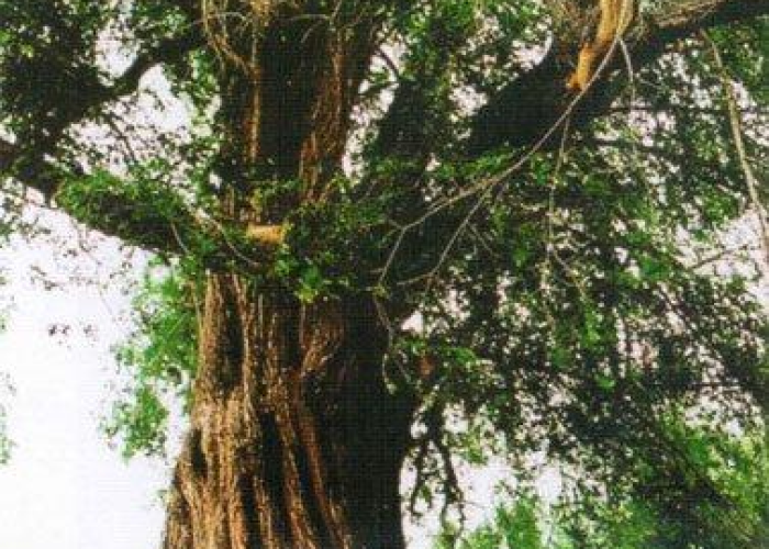 一分钟介绍使用“炸 金花房卡在哪里有卖”获取房卡教程-哔哩哔哩