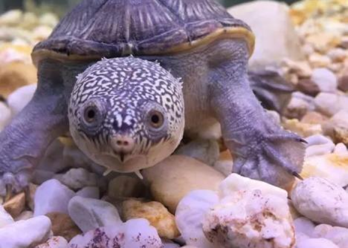 百度独一无二原创标题 百度独一无二原创标题