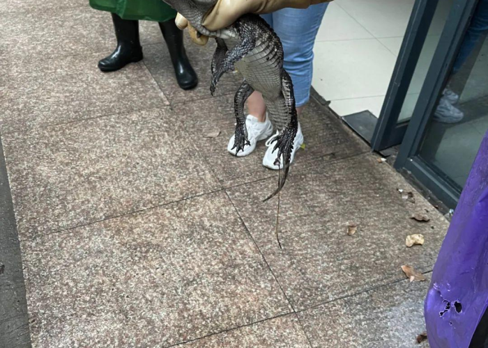 杭州限行政策2025年最新解读,外地车牌如何通行?一文读懂所有规定 杭州限行政策2025年最新解读,外地车牌如何通行?一文读懂所有规定