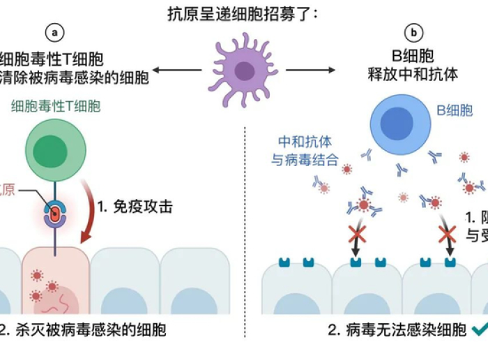 新冠疫苗接种第二针超60天,免疫屏障的时间窗口与后续策略再思考 新冠疫苗接种第二针超60天,免疫屏障的时间窗口与后续策略再思考