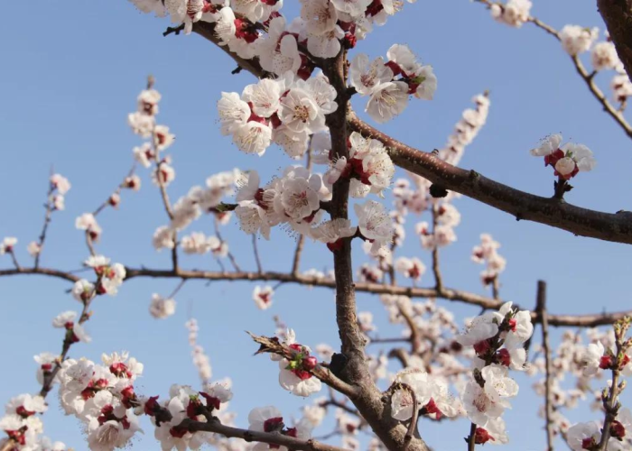 肥城最新疫情通报,科学防控与社区协作共筑健康防线 肥城最新疫情通报,科学防控与社区协作共筑健康防线
