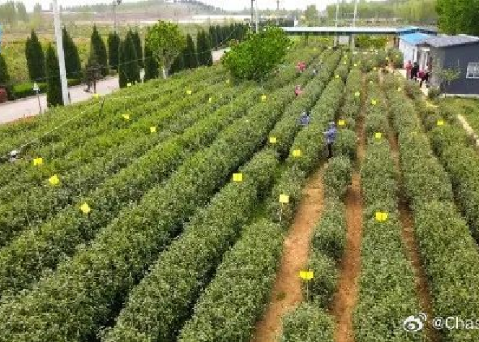 阳信最新事件,创新农业模式助力乡村振兴,打造齐鲁样板新篇章 阳信最新事件,创新农业模式助力乡村振兴,打造齐鲁样板新篇章