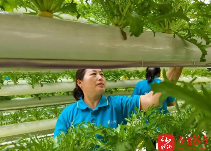 阳信最新事件,创新农业模式助力乡村振兴,打造齐鲁样板新篇章 阳信最新事件,创新农业模式助力乡村振兴,打造齐鲁样板新篇章