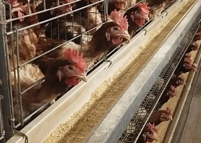 一分钟实测分享“微信斗牛牛链接”轻松获取房卡全渠道