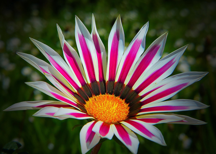 房卡必备教程“新道游金花在哪买房卡”详细房卡使用教程 房卡必备教程“新道游金花在哪买房卡”详细房卡使用教程