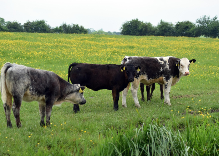 全攻略普及“微信牛牛群房卡哪里买”获取房卡教程-哔哩哔哩 全攻略普及“微信牛牛群房卡哪里买”获取房卡教程-哔哩哔哩