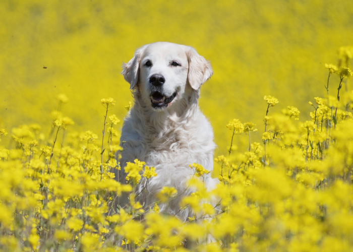 一分钟了解“斗牛房卡牛牛房卡”详细房卡怎么购买教程 一分钟了解“斗牛房卡牛牛房卡”详细房卡怎么购买教程