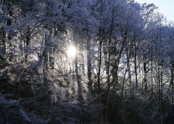 新疆疫情最新通报,新增病例动态与防控策略深度解析 新疆疫情最新通报,新增病例动态与防控策略深度解析