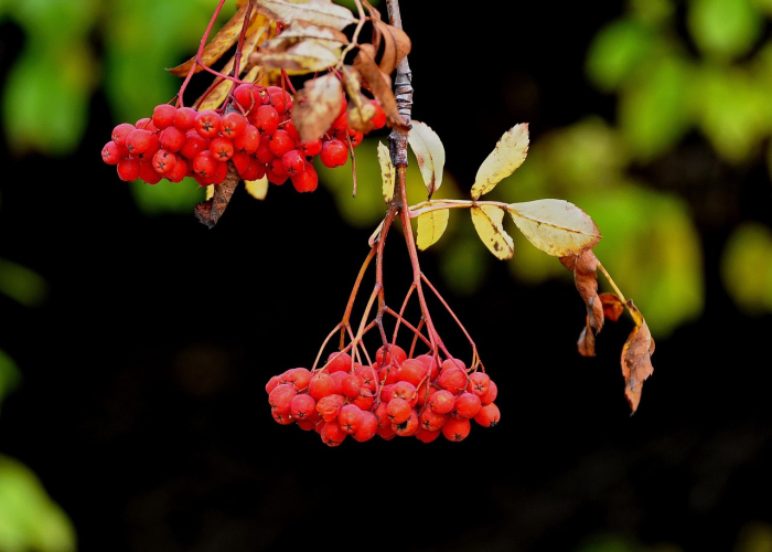一分钟实测分享“微信牛牛链接房卡在哪里弄”房卡详细充值
