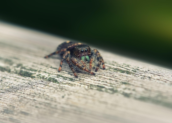 秒懂百科“在哪里买微信牛牛房卡”轻松获取房卡全渠道