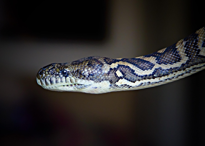 房卡必备教程“微信群金花房卡”房卡获取方式 房卡必备教程“微信群金花房卡”房卡获取方式