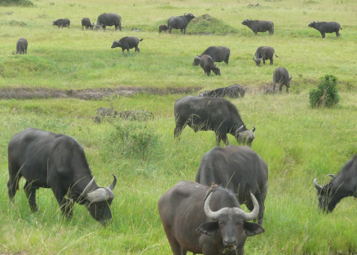 全攻略普及“微信牛牛群斗牛群”详细房卡教程