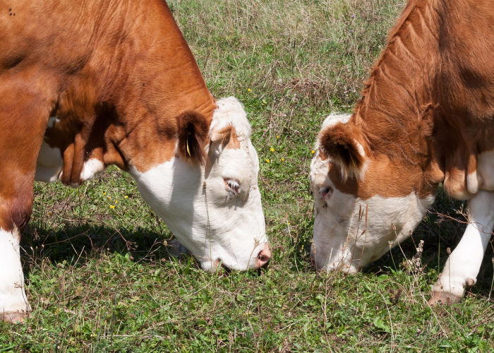全攻略普及“微信牛牛群斗牛群”详细房卡教程