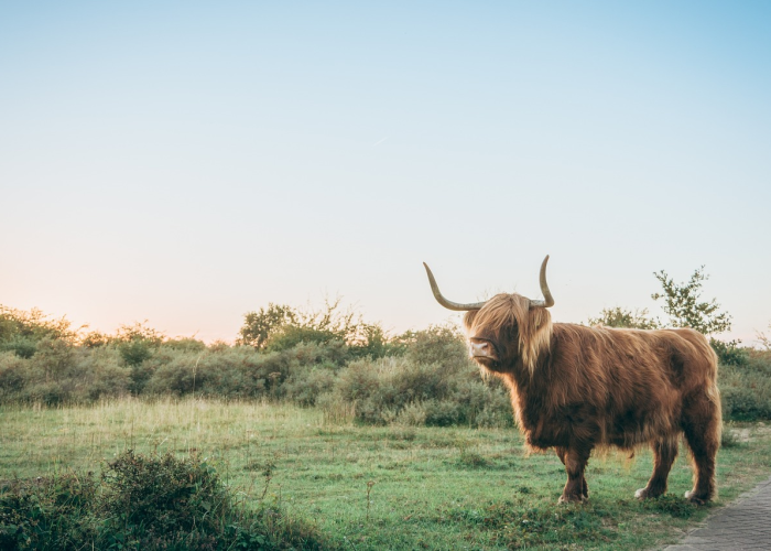 一分钟了解“微信上怎么斗牛”房卡获取方式 一分钟了解“微信上怎么斗牛”房卡获取方式
