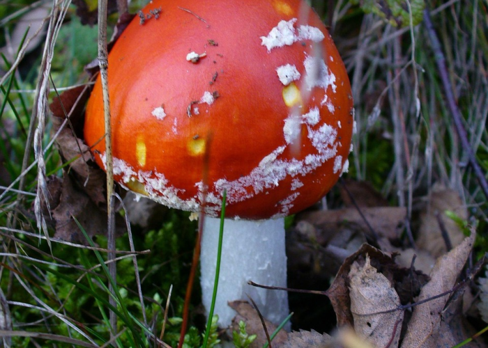 洞悉疫潮脉搏,新型冠状病毒疫情分布图最新动态与深层解析 洞悉疫潮脉搏,新型冠状病毒疫情分布图最新动态与深层解析