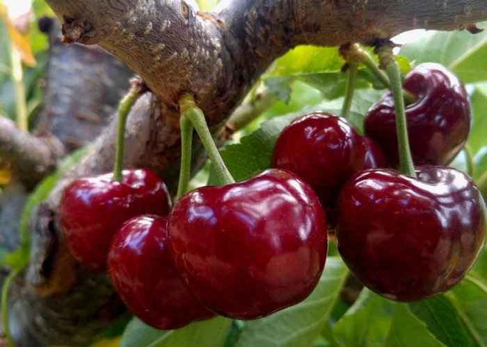 车厘子核酸阳性,吃了会感染吗?科学解析与防护指南 车厘子核酸阳性,吃了会感染吗?科学解析与防护指南