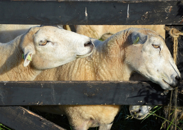 房卡必备教程“微信牛牛群斗牛群”轻松获取房卡全渠道 房卡必备教程“微信牛牛群斗牛群”轻松获取房卡全渠道