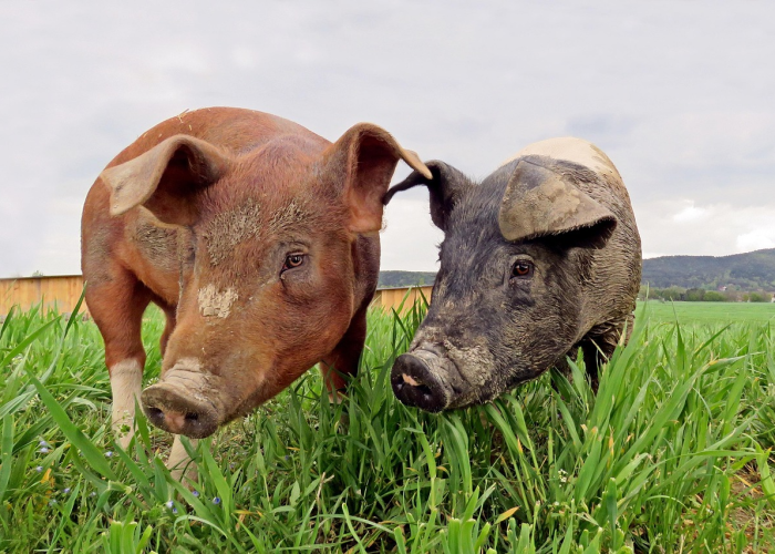 给大家讲解“微信炸 金花怎样建房间”房卡详细充值 给大家讲解“微信炸 金花怎样建房间”房卡详细充值