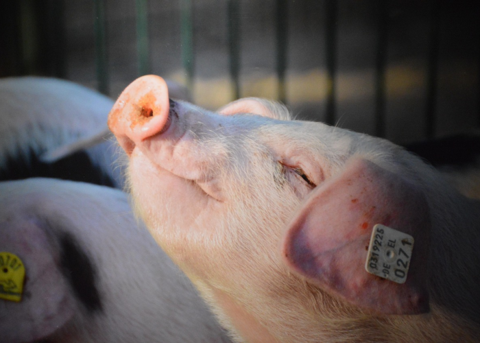 房卡全攻略“微信斗牛房卡找谁买”房卡详细充值