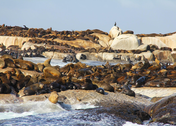 保定贰0贰0限号新政解析,绿色出行与城市管理的平衡之道 保定贰0贰0限号新政解析,绿色出行与城市管理的平衡之道
