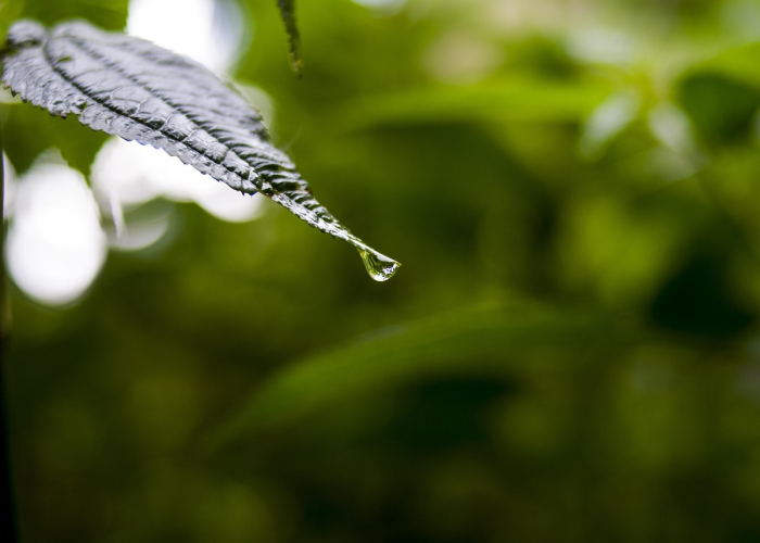 上海禽流感最新动态,当前形势分析与防控措施详解 上海禽流感最新动态,当前形势分析与防控措施详解