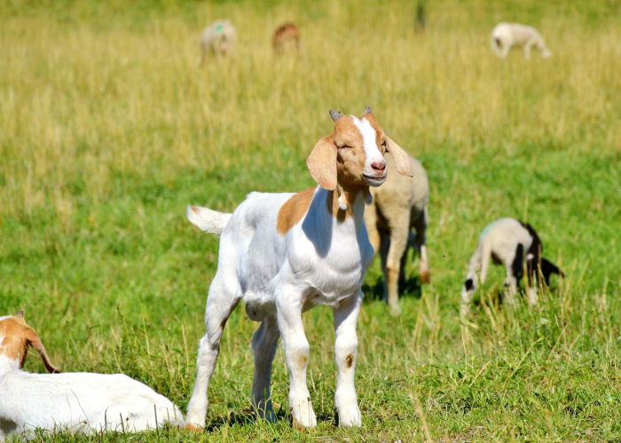 一分钟实测分享“微信上怎么斗牛”详细房卡教程 一分钟实测分享“微信上怎么斗牛”详细房卡教程