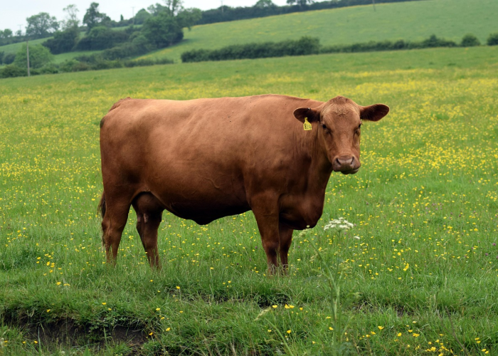 全攻略普及“微信牛牛群房卡”详细房卡使用教程