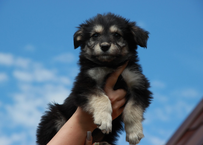 房卡必备教程“斗牛房卡牛牛房卡”获取房卡教程-哔哩哔哩 房卡必备教程“斗牛房卡牛牛房卡”获取房卡教程-哔哩哔哩