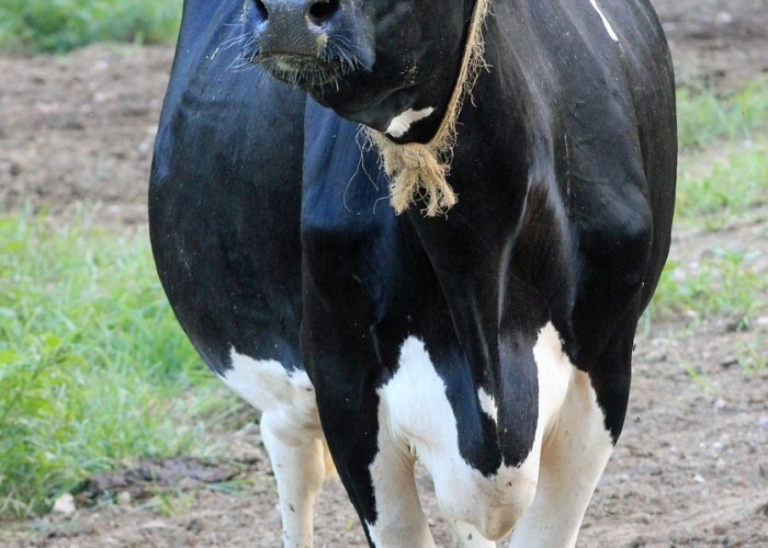 房卡必备教程“微信牛牛群斗牛群”房卡链接获取