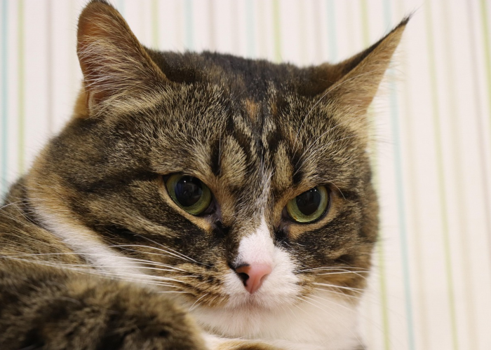 秒懂百科“斗牛房卡牛牛房卡”详细房卡怎么购买教程