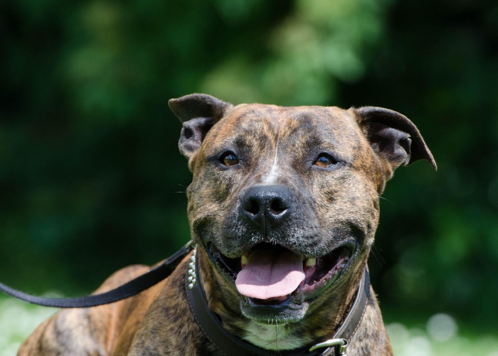 秒懂百科“五张牌斗牛牛软件”房卡获取方式 秒懂百科“五张牌斗牛牛软件”房卡获取方式