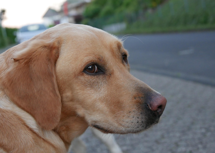 放荡不羁寓意什么生肖动物?揭秘生肖文化中的自由灵魂与人生哲学 放荡不羁寓意什么生肖动物?揭秘生肖文化中的自由灵魂与人生哲学