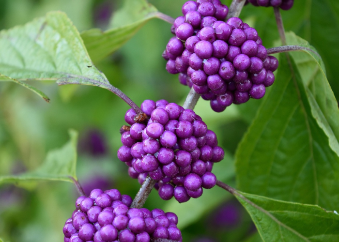 岁序更迭问年关,今年农历几号过年的深层叩问与文化寻根 岁序更迭问年关,今年农历几号过年的深层叩问与文化寻根
