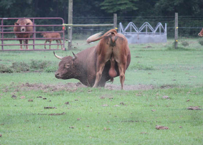 秒懂教程“微信牛牛群斗牛群”获取房卡教程-哔哩哔哩 秒懂教程“微信牛牛群斗牛群”获取房卡教程-哔哩哔哩