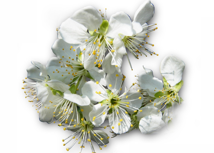 疫路生花，被隔离的春天里，我们以笔为戈