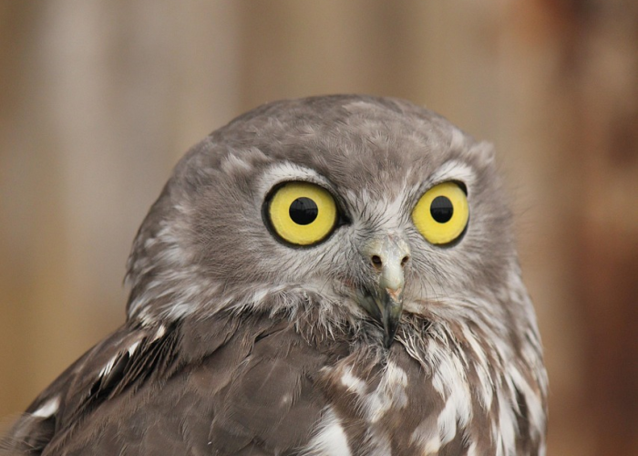 猫头鹰刷新时间，魔兽世界中的智者隐喻与游戏哲学