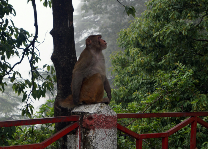 全球疫情演进新观察，病毒变异、防控策略与公共卫生体系的重构