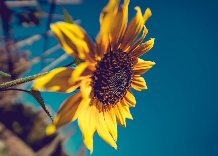 伍月壹日出生的人是什么星座?揭秘金牛座的独特魅力与命运密码 伍月壹日出生的人是什么星座?揭秘金牛座的独特魅力与命运密码
