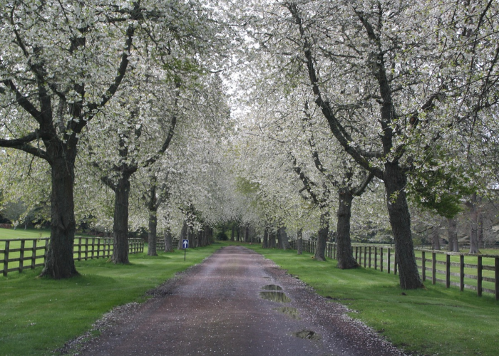 清明小长假,一场在追远与踏青间的情绪漫游 清明小长假,一场在追远与踏青间的情绪漫游