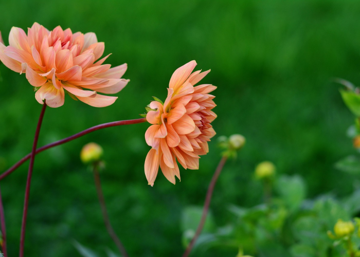 深圳坪山最新动态，生物医药产业迎突破，燕子岭片区城市更新启动