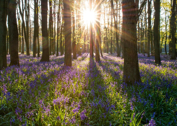 成都最新疫情动态,新增本土病例持续下降,防控措施显成效 成都最新疫情动态,新增本土病例持续下降,防控措施显成效