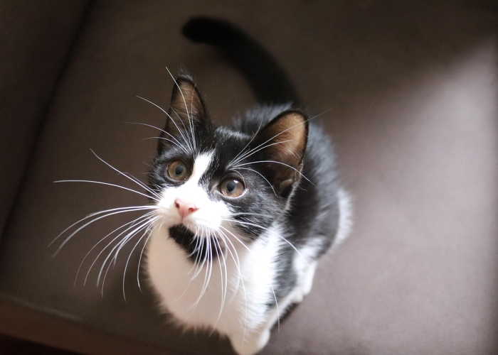 灵魂兽狮鹫刷新时间全解析，掌握稀有宠物的捕获秘诀